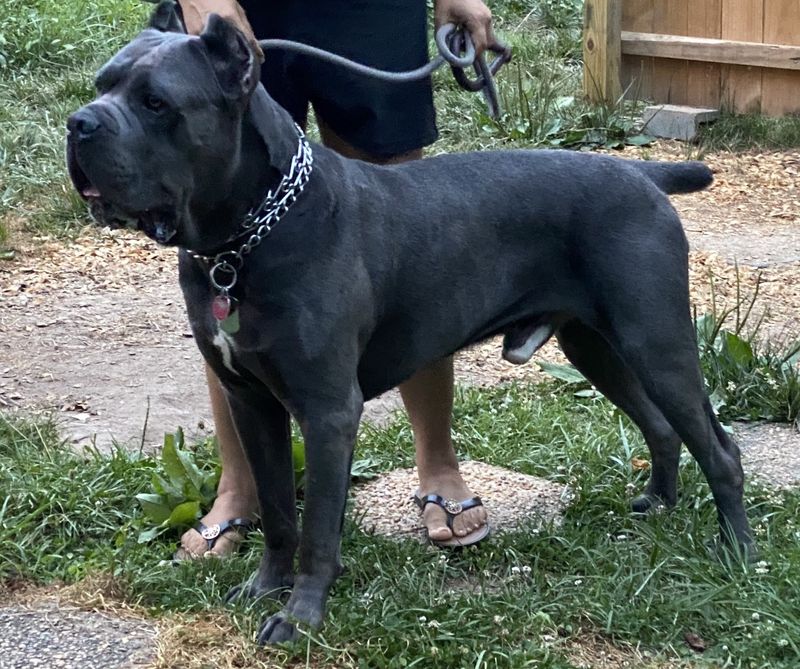 Cane Corso