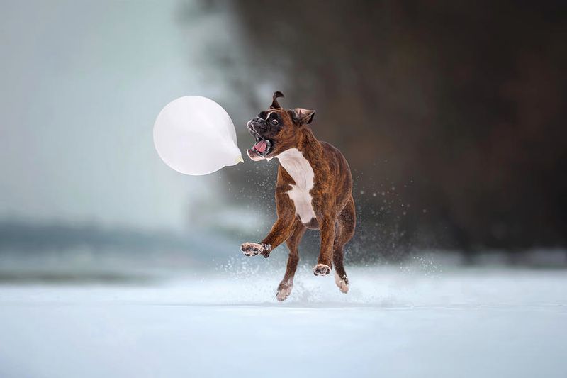 Boxer