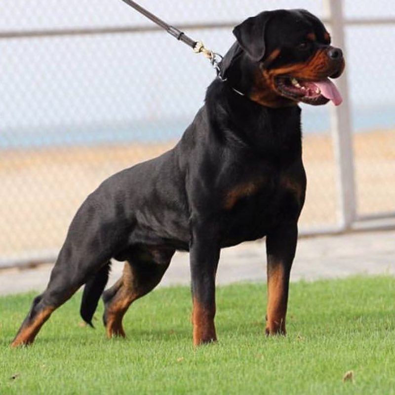 Rottweiler