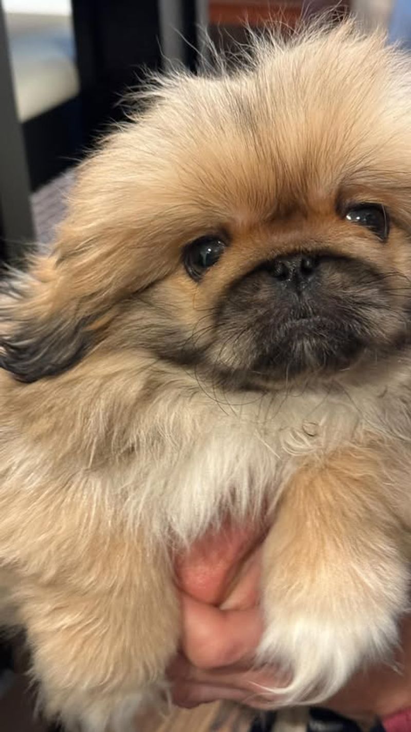 Chow Chow