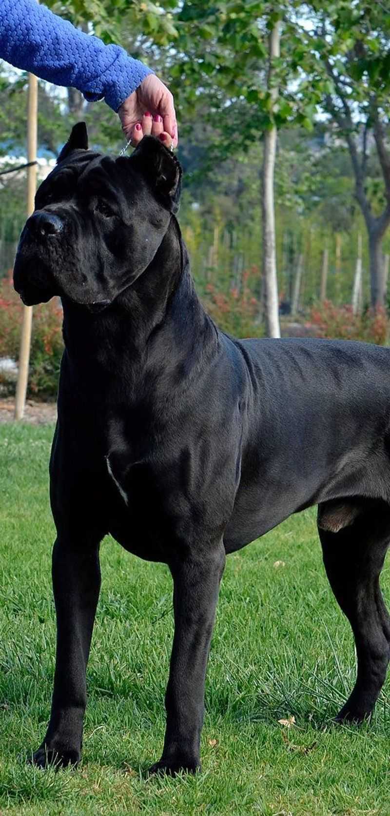 Cane Corso