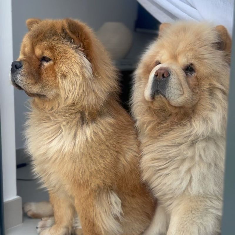 Chow Chow