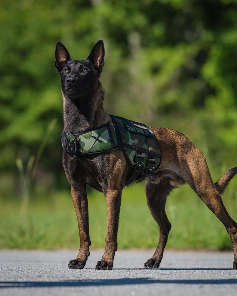 Belgian Malinois
