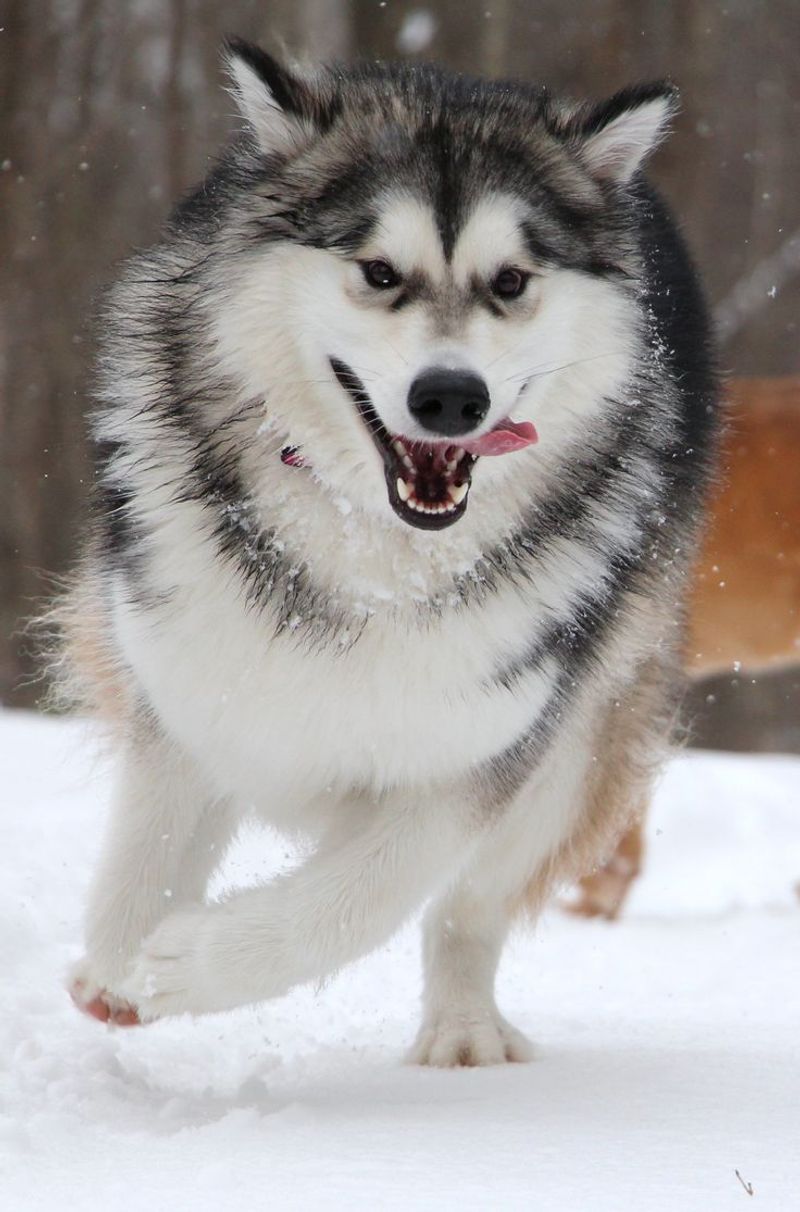 Alaskan Malamute