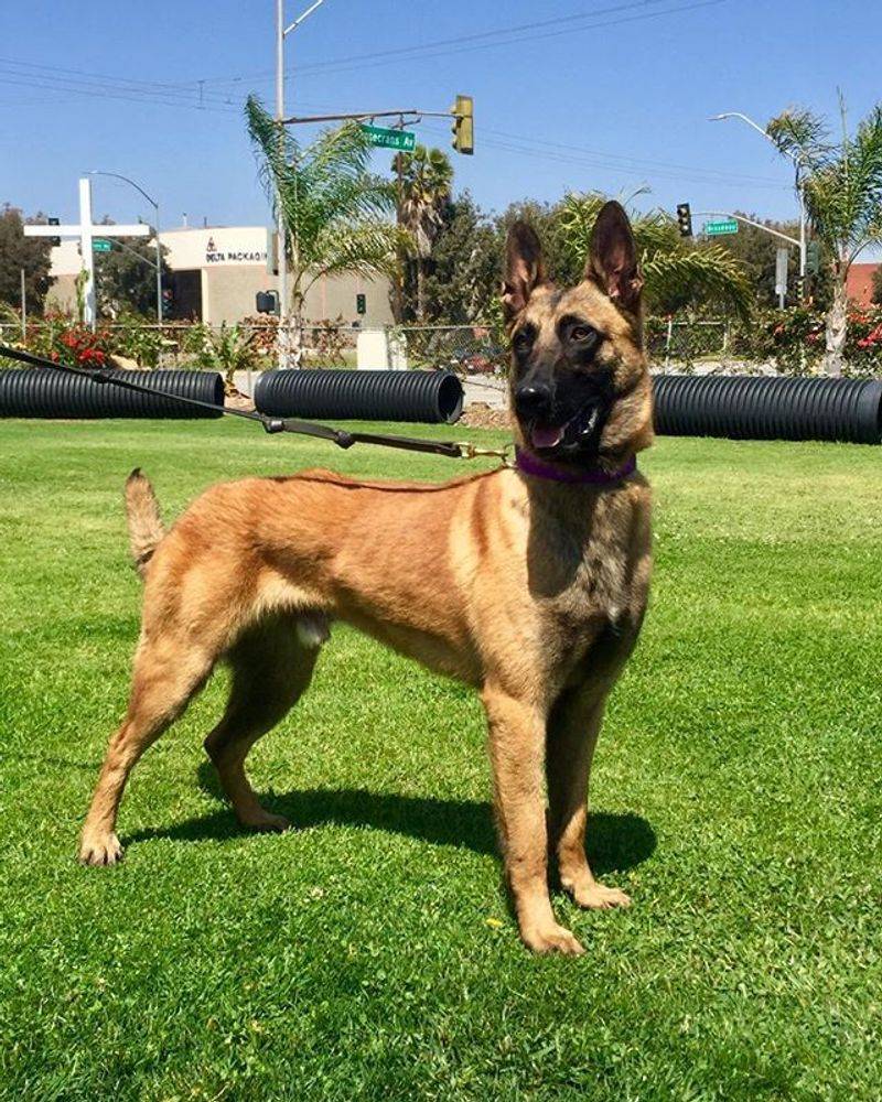 Belgian Malinois