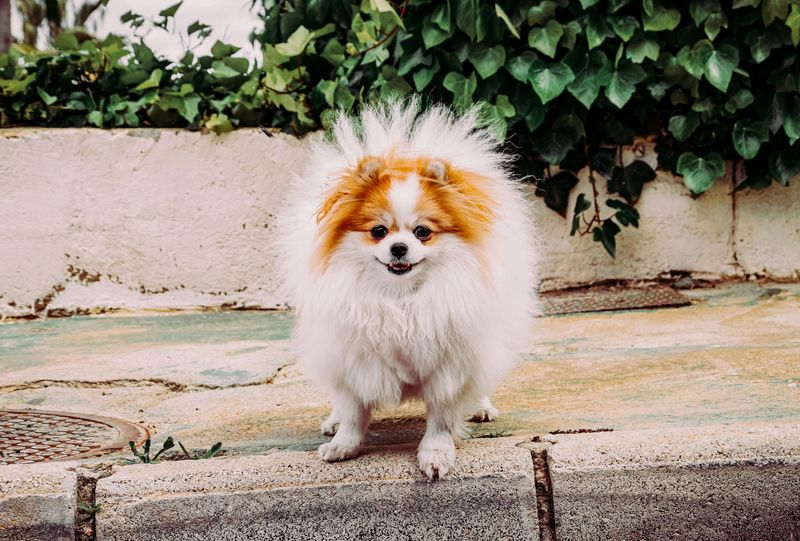 Pomeranian