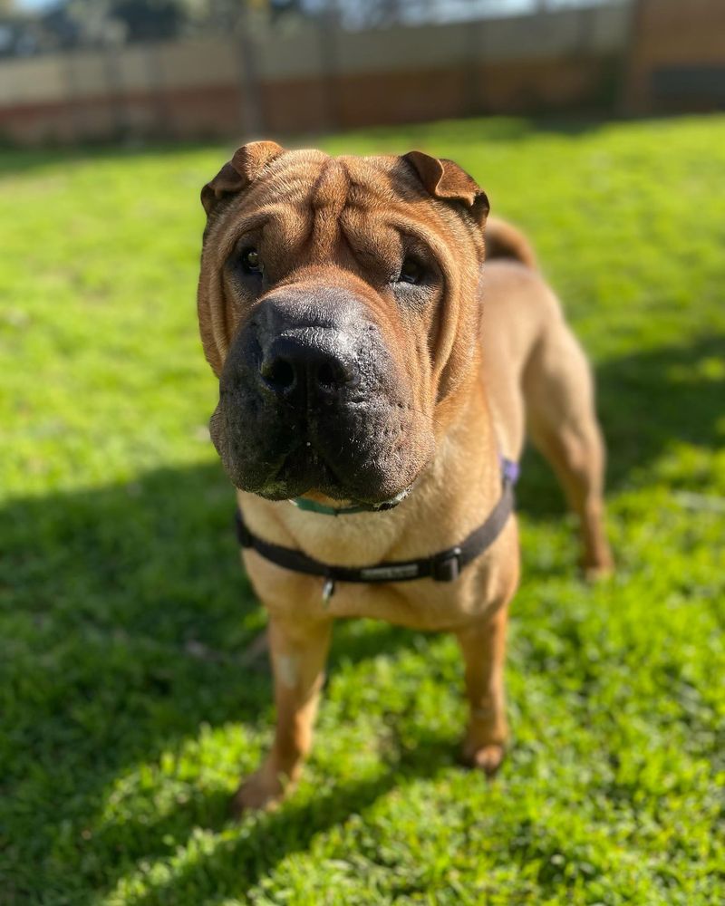 Shar Pei