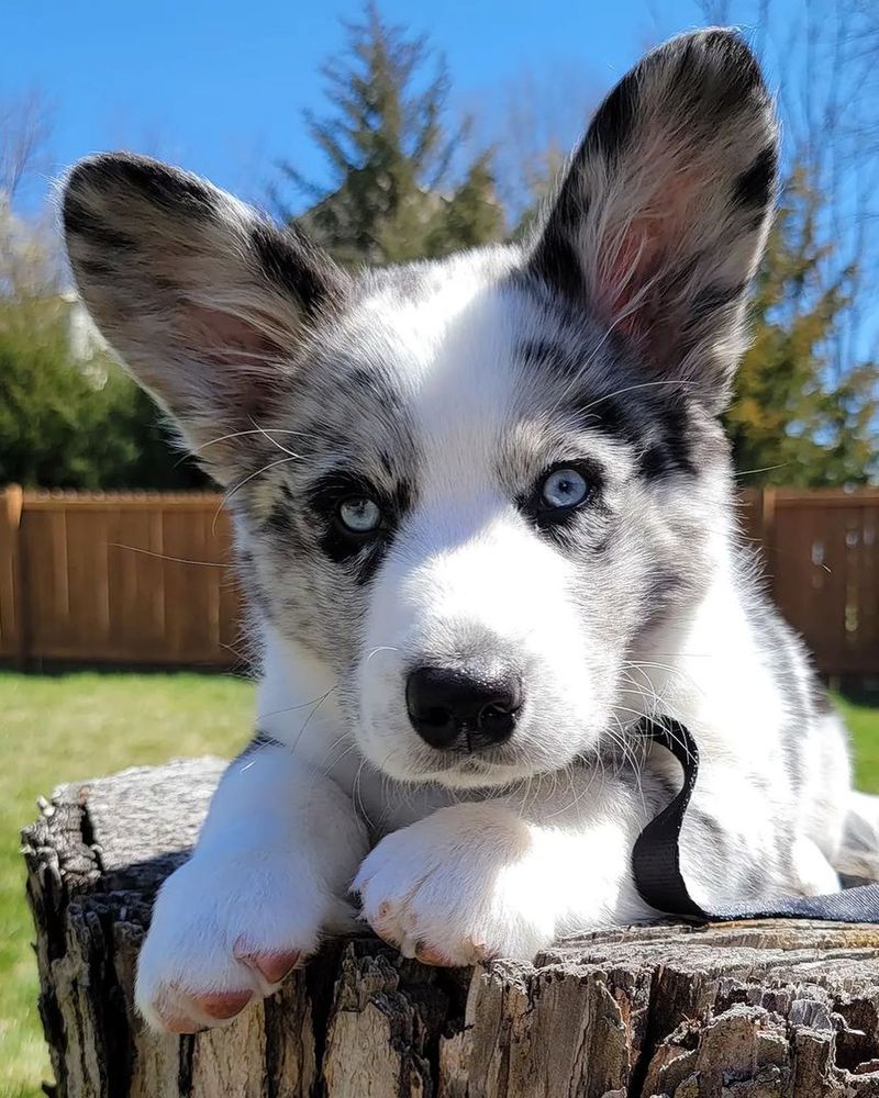Cardigan Welsh Corgi