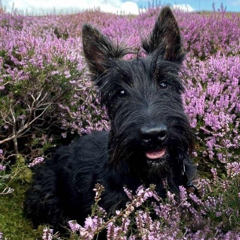 Scottish Terrier