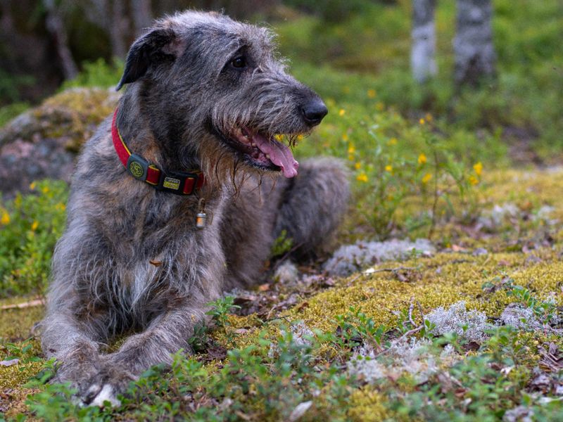 Irish Wolfhound