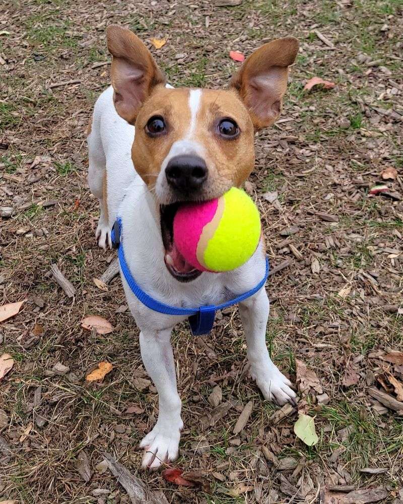 Jack Russell Terrier