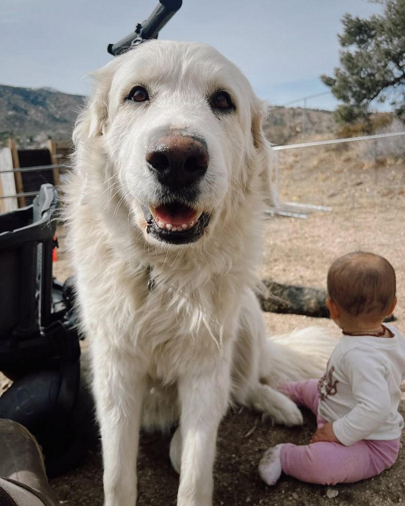 Great Pyrenees