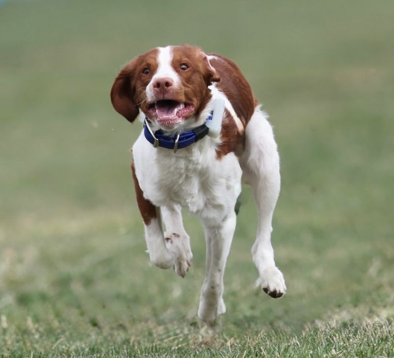 Brittany Spaniel