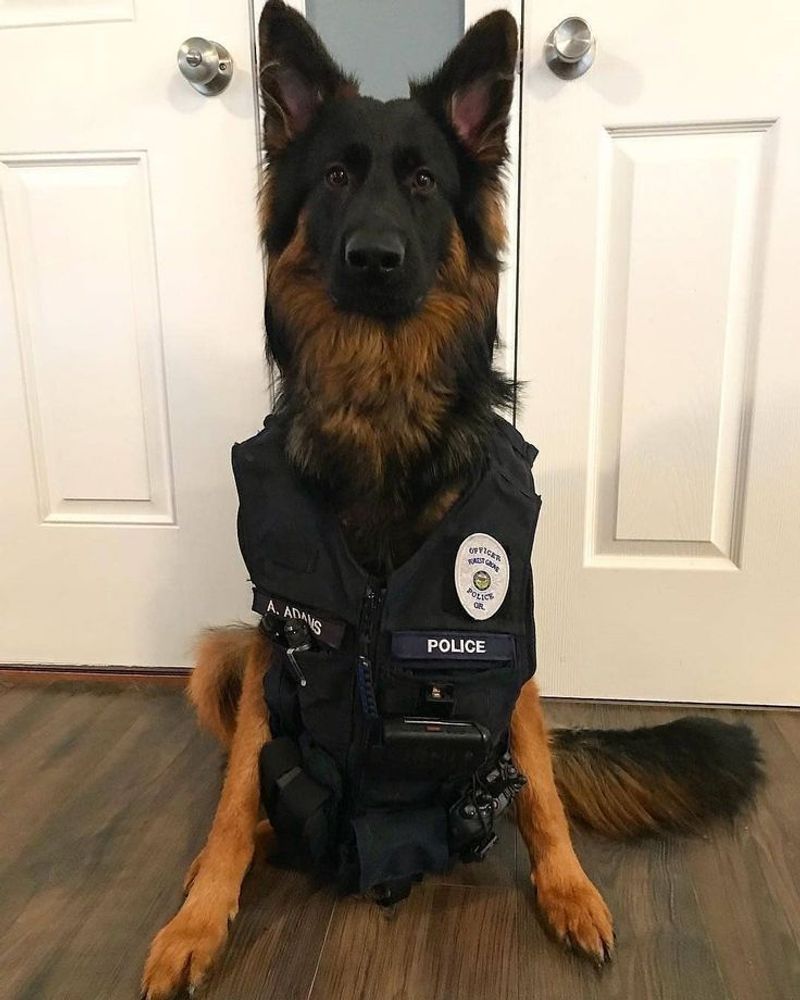 German Shepherd