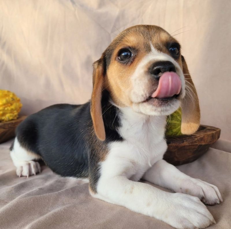 Beagle