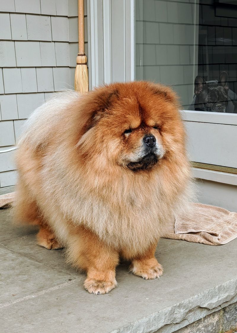 Chow Chow
