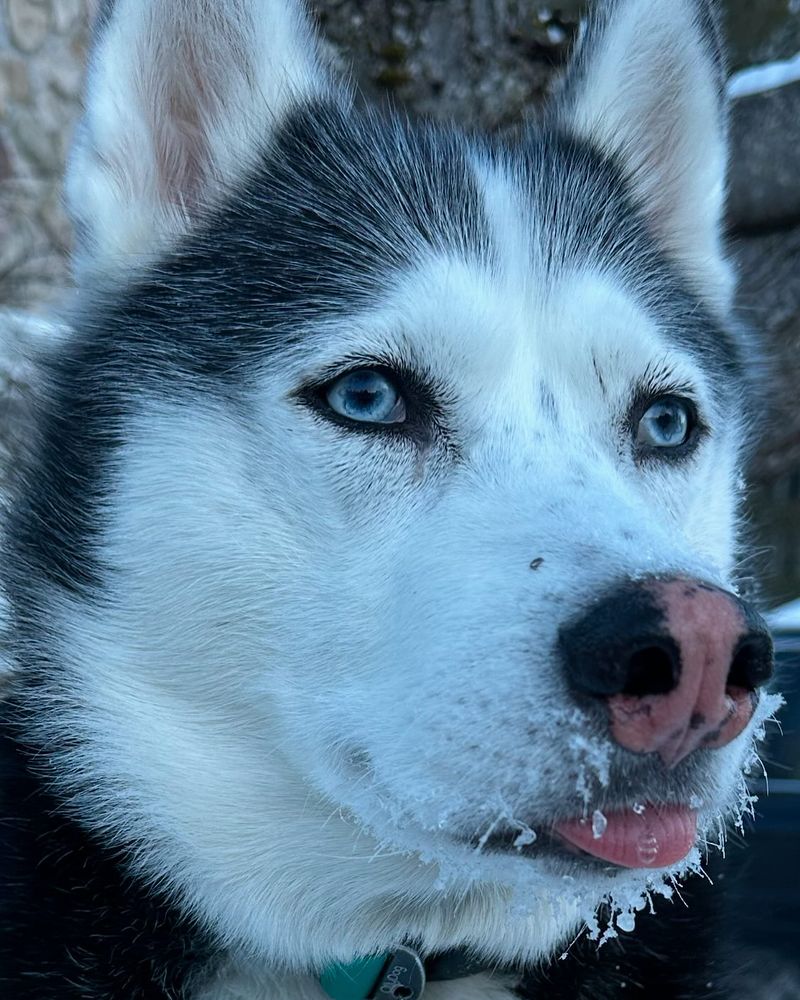 Siberian Husky