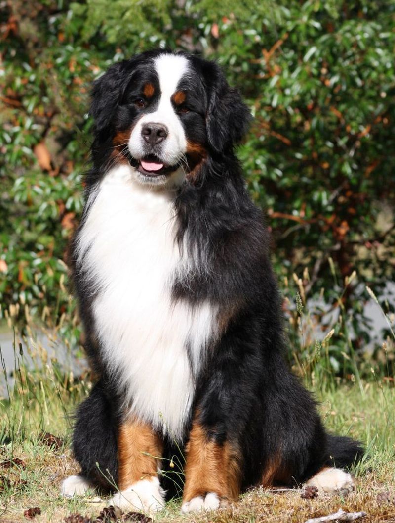 Bernese Mountain Dog