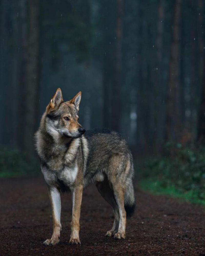 Czechoslovakian Vlcak