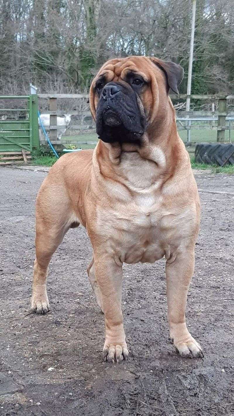 Bullmastiff