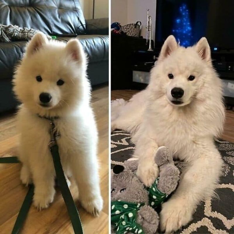Samoyed