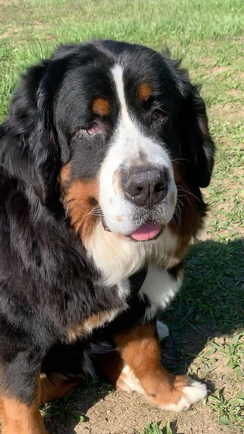Bernese Mountain Dog