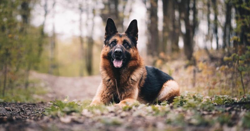 German Shepherd