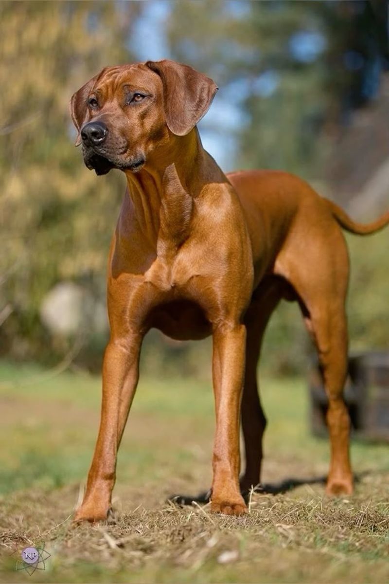Rhodesian Ridgeback