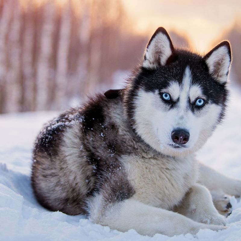 Siberian Husky