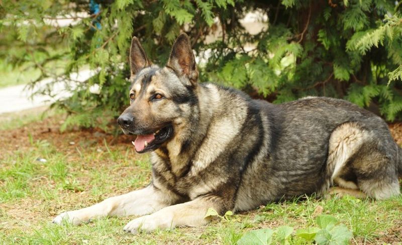 Kunming Wolfdog