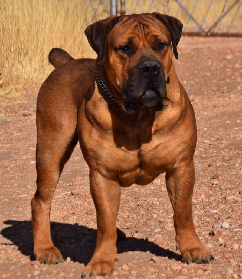 Boerboel