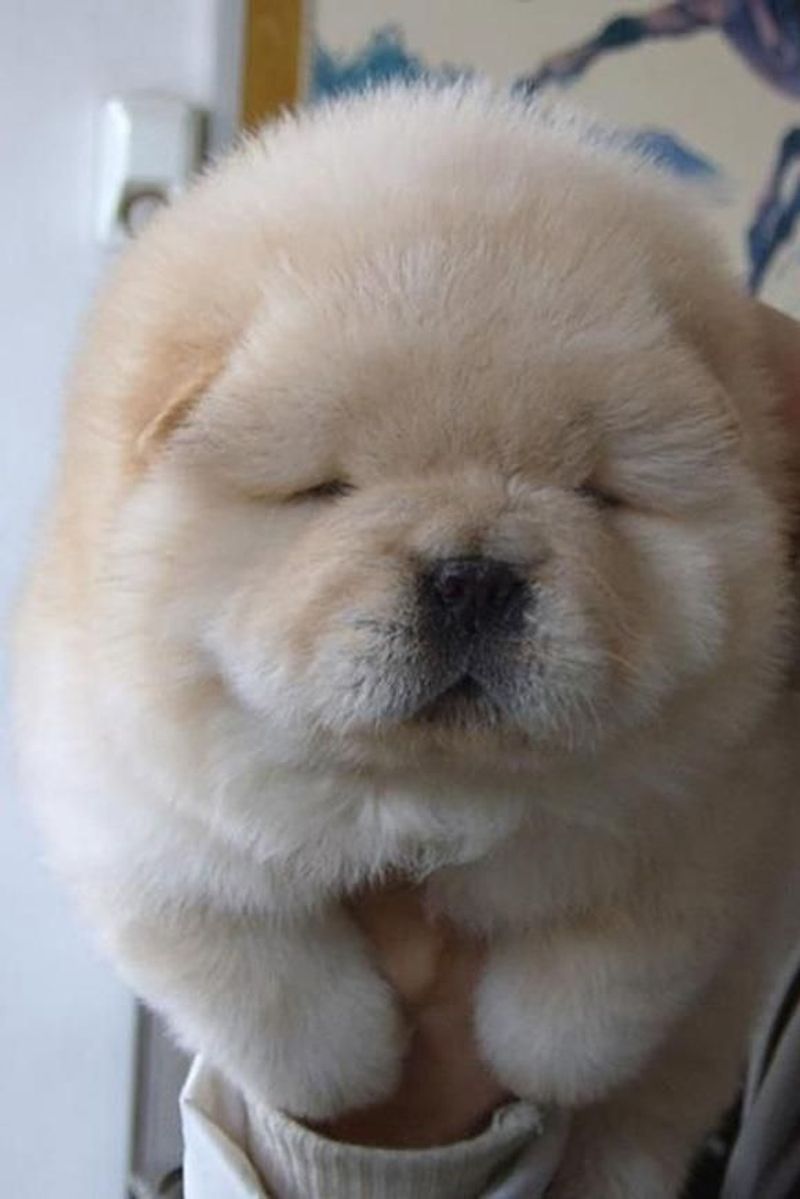 Chow Chow