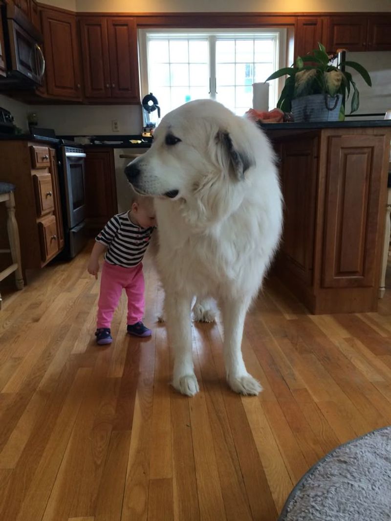 Great Pyrenees