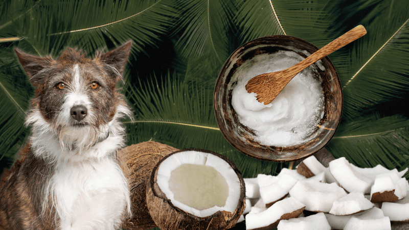 Coconut Oil