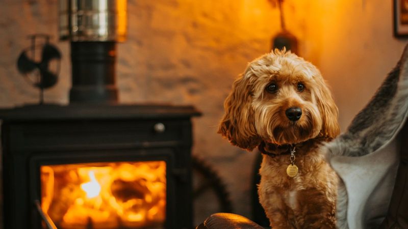 Cavapoo