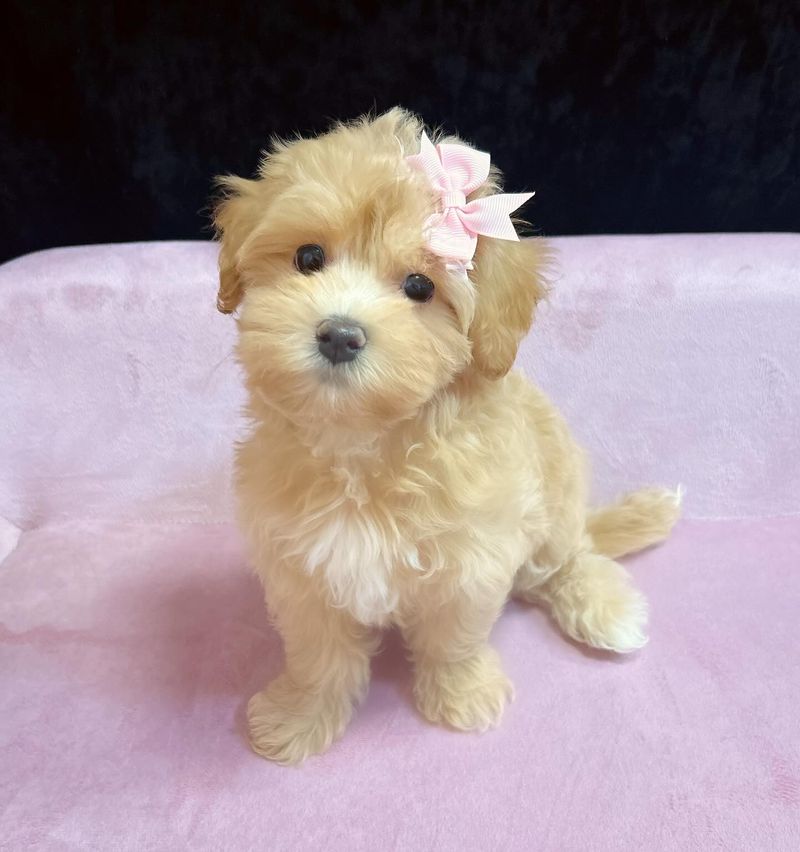 Maltipoo
