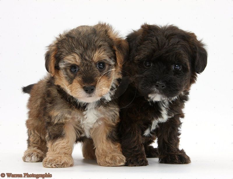 Yorkipoo