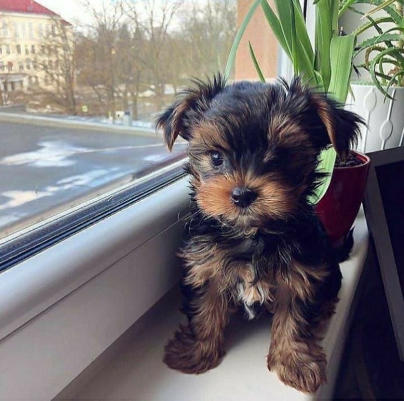 Yorkipoo
