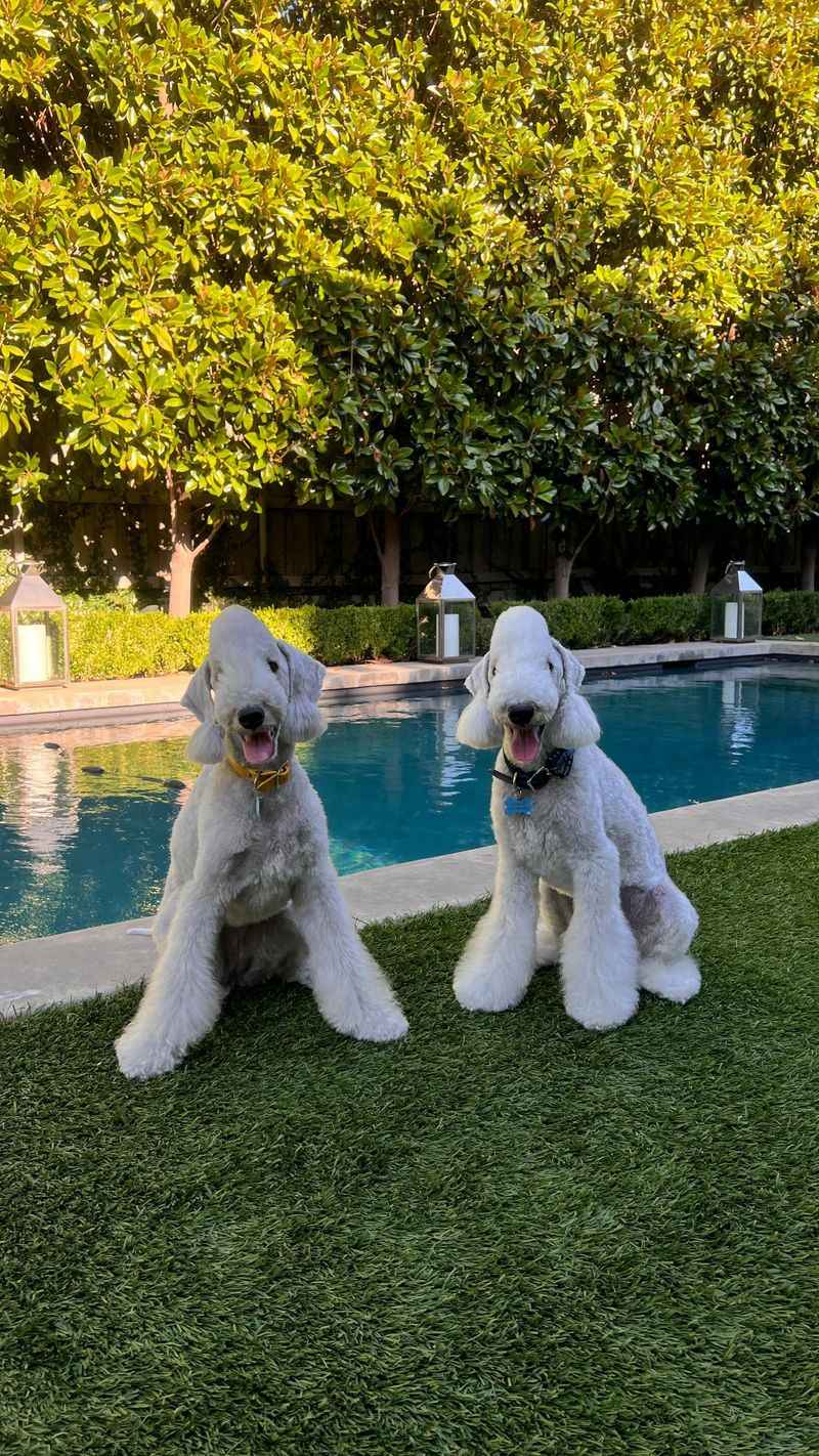 Bedlington Terrier