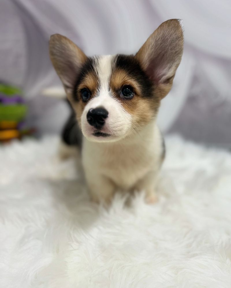 Pembroke Welsh Corgi
