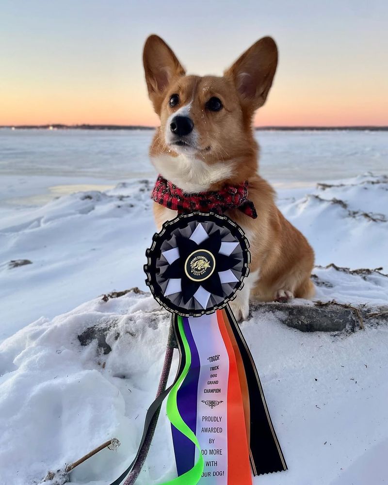 Pembroke Welsh Corgi
