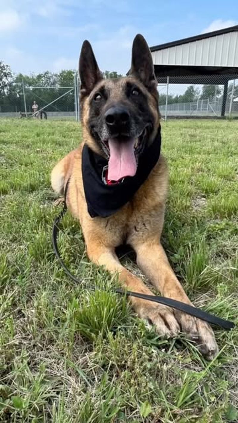 Belgian Malinois
