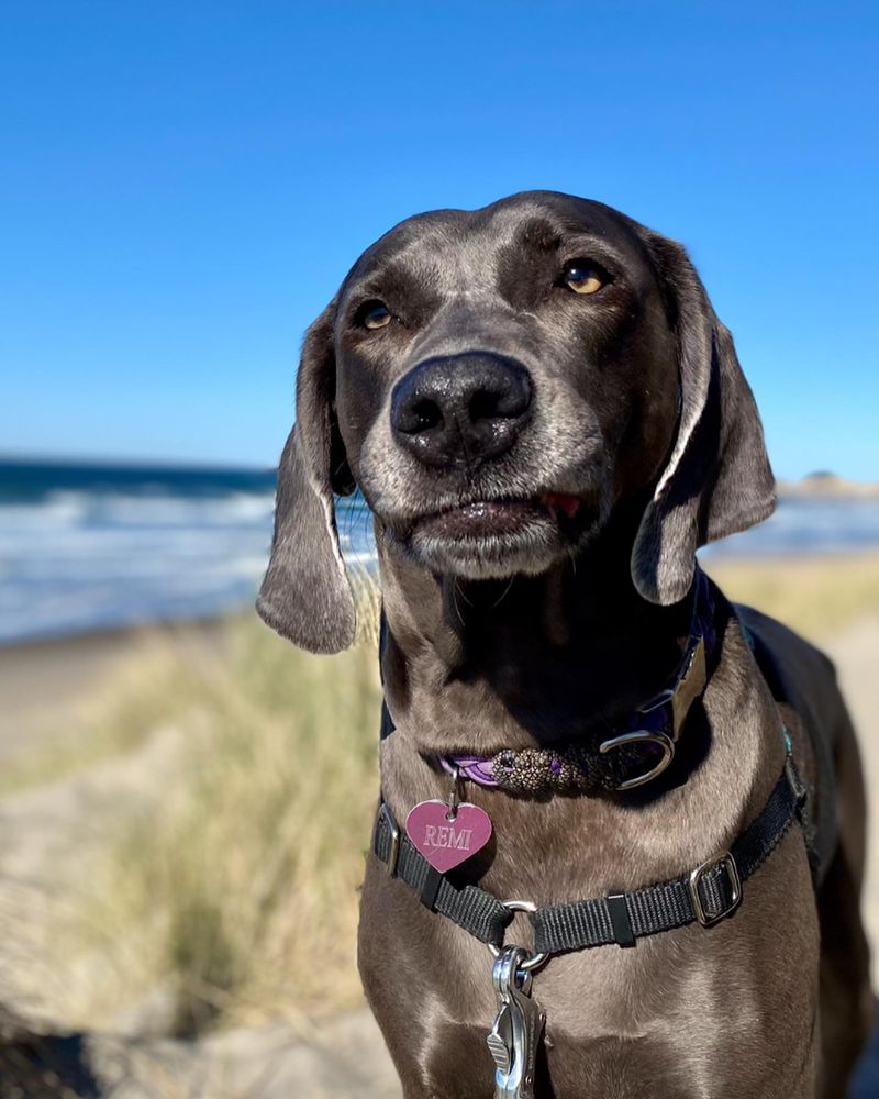 Weimaraner