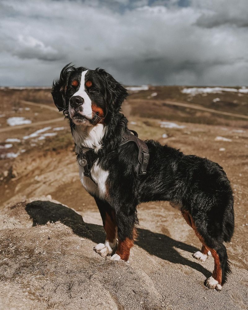 Bernese Mountain Dog