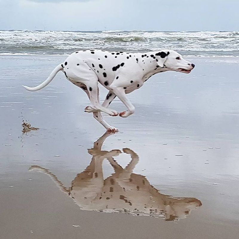 Dalmatian