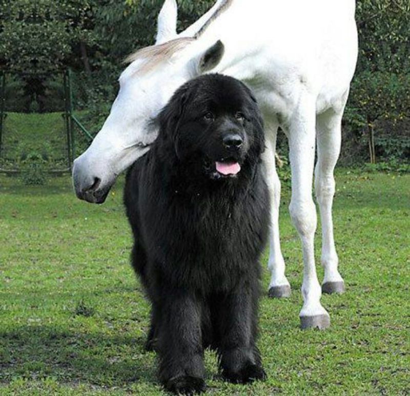 Newfoundland