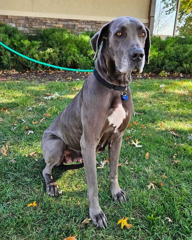 Great Dane