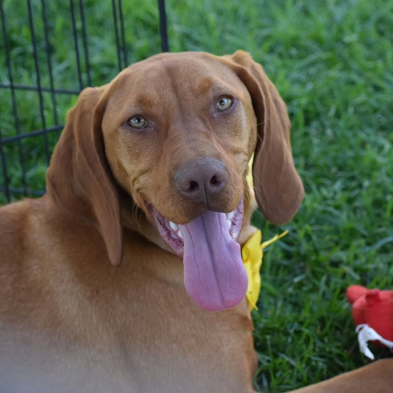 Vizsla