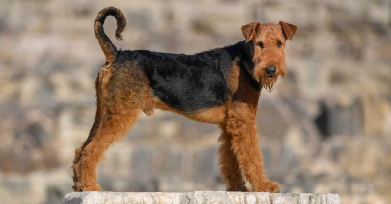 Airedale Terrier