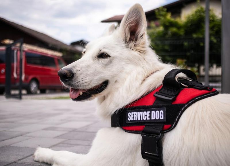 Understand the Service Dog's Role